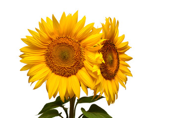 Two sunflowers isolated on white background. Flower bouquet. The seeds and oil. Flat lay, top view