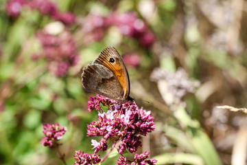 Bläuling Schmetterling auf Blüte