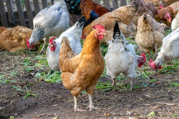 motley chickens grazing in the farmyard yard