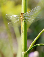 Fototapeta na wymiar Dragonfly sitting on the stem of the plant.
