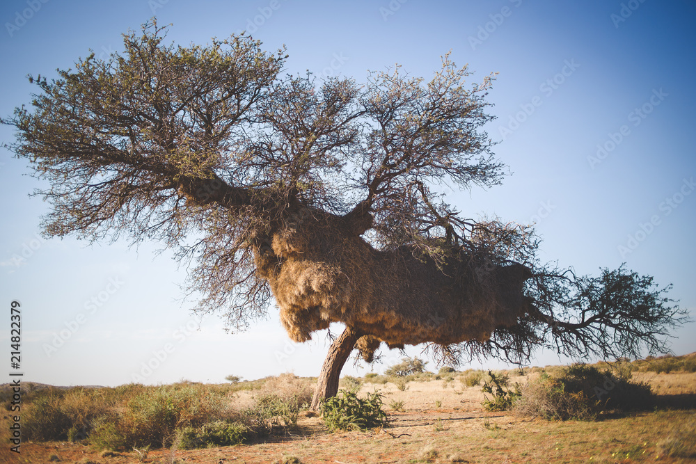 Wall mural wide angle view of a massive weaver nest in an old camel thorn tree in the kalahari region of south 