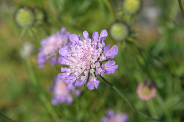 lila Blüte