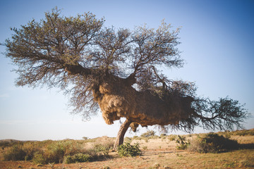 Wide angle view of a massive weaver nest in an old camel thorn tree in the kalahari region of South Africa