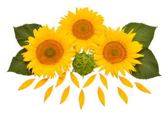 Flower arrangement sunflower bouquet with leaves and petals isolated on white background. Agriculture, farmer. Beautiful still life floral. Creative idea. Seeds and oil. Flat lay, top view