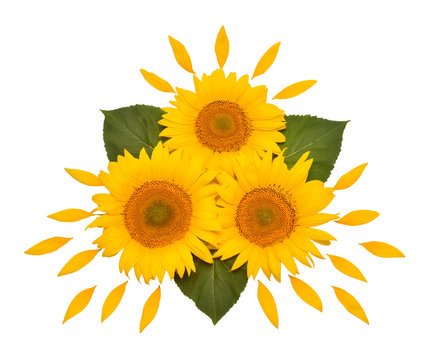 Flower arrangement sunflower bouquet with leaves and petals isolated on white background. Agriculture, farmer. Beautiful still life floral. Creative idea. Seeds and oil. Flat lay, top view
