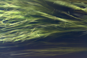 green algae in a dark  water on stream. abstraction. long exposure