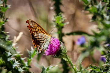 Schmetterling, Falter auf einer Pflanze 