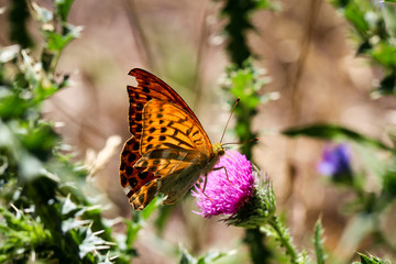 Schmetterling, Falter auf einer Pflanze 