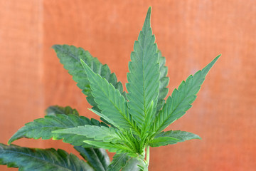 God Bud Leaf 01