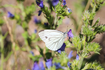 Schmetterling, Falter auf einer Pflanze 