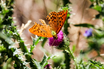 Schmetterling, Falter auf einer Pflanze 