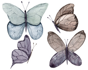 Watercolor butterfly elements