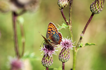 Schmetterling, Falter auf einer Pflanze 