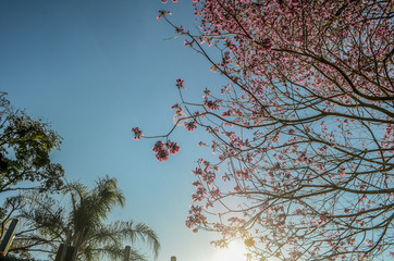 Ipê Rosa