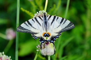 Butterfly swallowtail on garlic close-up.