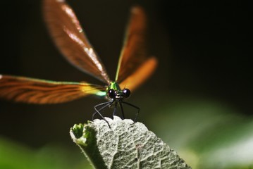 libellule qui prend son envol