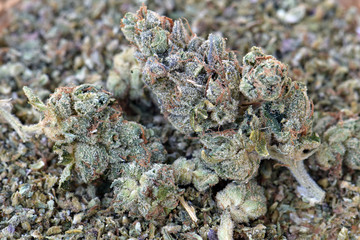 OG Kush Dried Cannabis 01