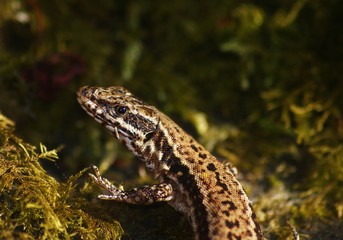 SONY DSC