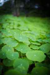 Close up image of bright green Nasturium caper plants growing in a meadow