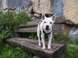 A jack Russel on a hike