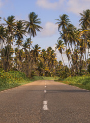 Fototapeta premium Mayaro Trinidad