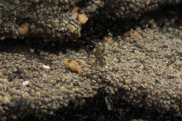 crab among stones
