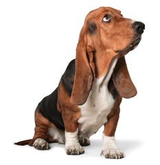 Basset Hound