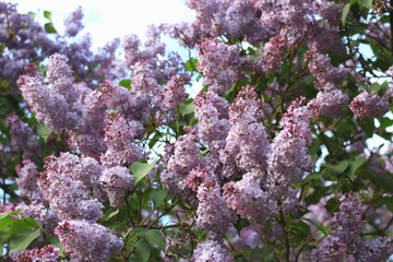 Blossom lilac branches in the evening light