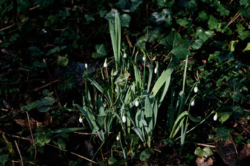 Small white flowers