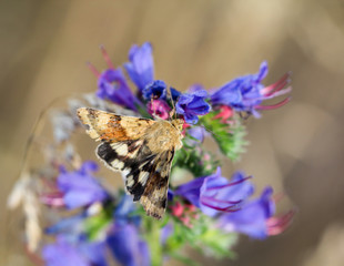 Schmetterling, Falter auf einer Pflanze 
