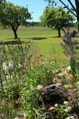 Garden with blooming flowerbed and apple trees