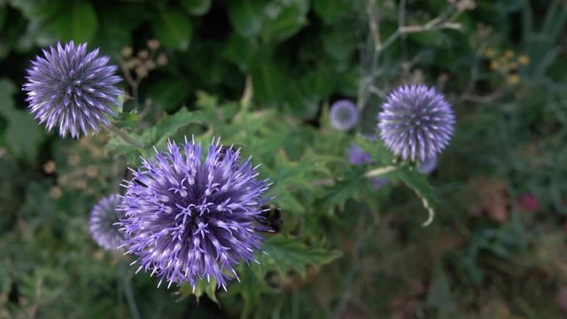 Blaue Kugeldistel mit Besuchern