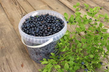 Plastic bucket with blueberry and sprigs on wooden background