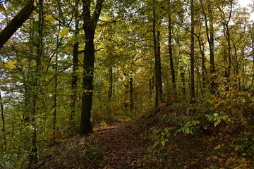 Märchenwald in Thüringen