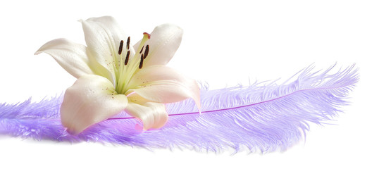 White lily on large lilac Feather - huge pale purple feather isolated on white background with a white lily head laid on top 
