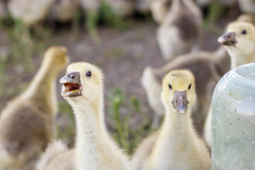 Obraz premium small goslings on a cattle-breeding farm in the village
