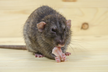 Rat eats lard.