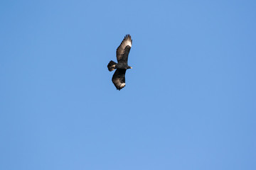 Close up image of a Black Eagles soaring high in the sky over the karoo region of south africa
