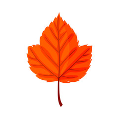 Autumn leaf. Autumn red  leaf isolated on a white background. Ve