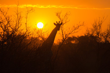 Silueta de jirafa al atardecer