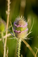 Wilde Karde, Dipsacus fullonum, Distel 
