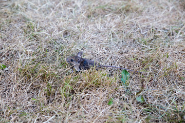 Waldmaus auf trockenem Rasen