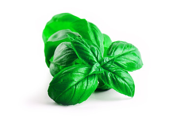 Close up studio shot of fresh green basil herb leaves isolated on white background. Sweet Genovese basil
