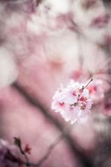 Close up macro image of beautiful spring peach tree blossoms