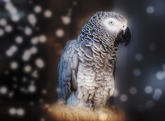 Young parrot