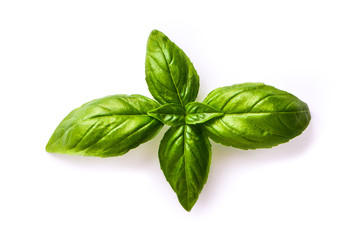 Close up studio shot of fresh green basil herb leaves isolated on white background. Sweet Genovese basil