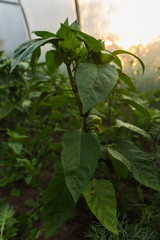 Pepper Bush in the greenhouse