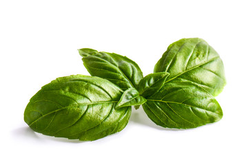 Close up studio shot of fresh green basil herb leaves isolated on white background. Sweet Genovese basil