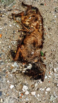 ded dog