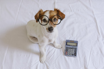cute small dog accountant thinking and calculating with calculator on bed. Pets indoors. Working at...